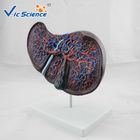 Medical Science Teaching Human Organ Model Liver Eco - Friendly PVC