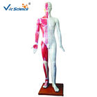 178CM Acupuncture Human Body Model