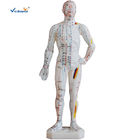 46cm Human Acupuncture Model
