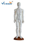 46cm Human Acupuncture Model