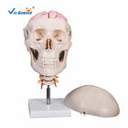PVC 20kgs Human Skull Model With 8 Parts Brain And CerXCal Spine