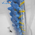Didactic Vertebral Column PVC Anatomical Skeleton Model