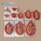 Removable Fetus Human PVC Anatomical Medical Model
