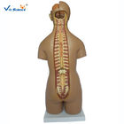55cm Unisex Human Torso Skeleton Anatomy 20 Parts
