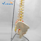Life Size 9kgs 80x32x39cm Anatomical Skeleton Model
