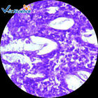 Specimen Medical 50pcs Set Parasite Microscope Slides 1.2mm
