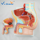 37cm Hospital Teaching 2 Parts PVC Anatomical Pelvis Model