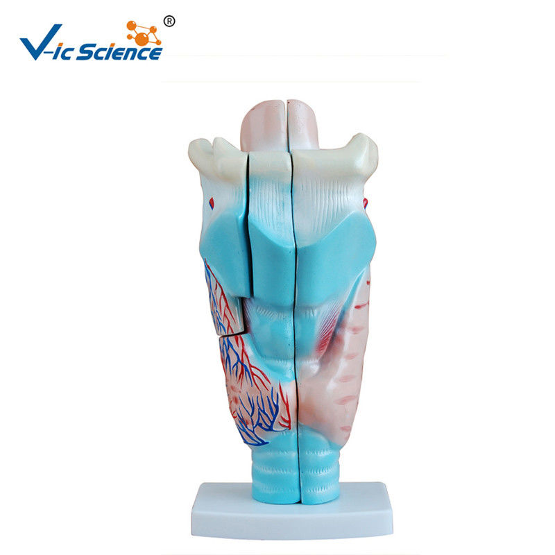 Learning Resources Magnified Human Larynx Model 3 Time Enlarged VIC-301