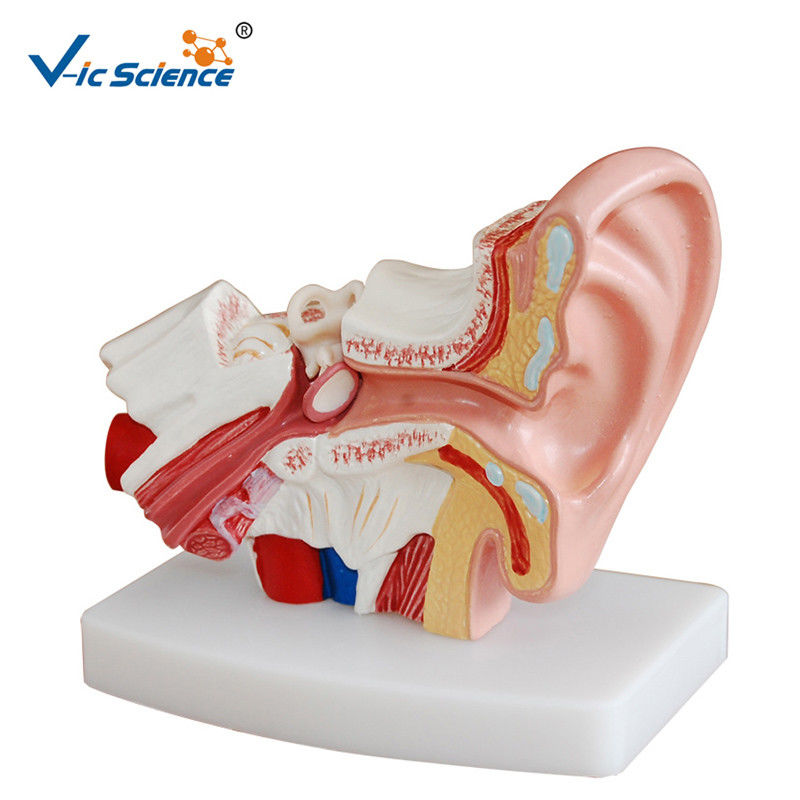 Medical Human Anatomical Model Teaching Plastic Ear Model Anatomy For Students VIC-303D