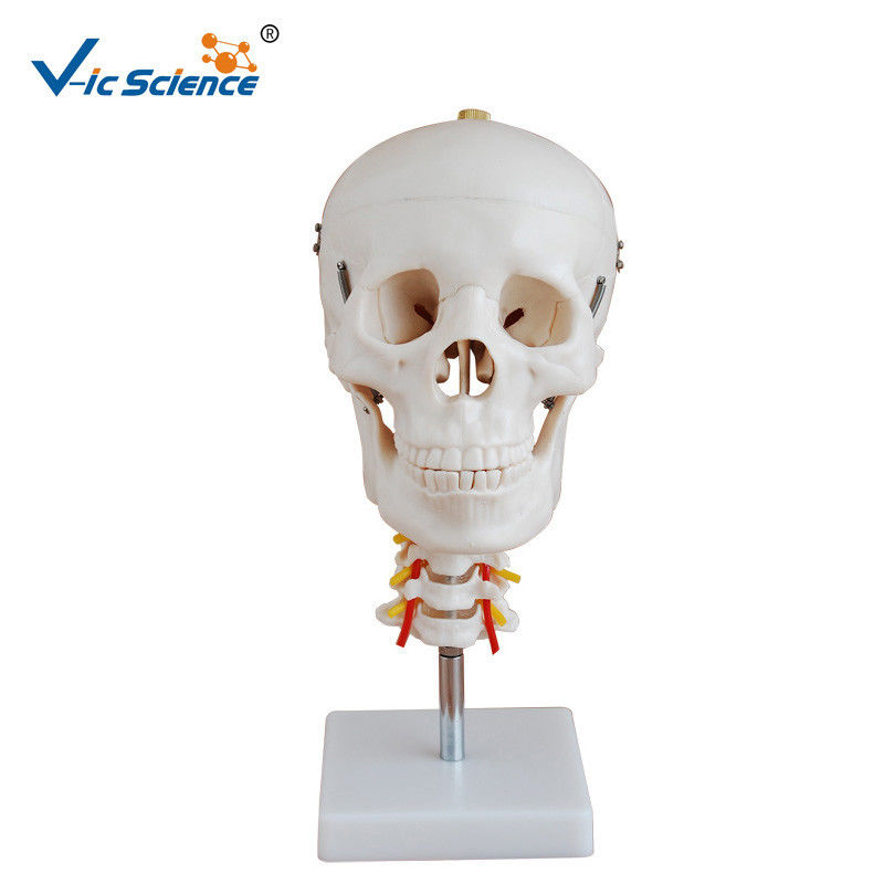 Medical Science Anatomical Skeleton Model  Skull With Cervical Spine VIC-135