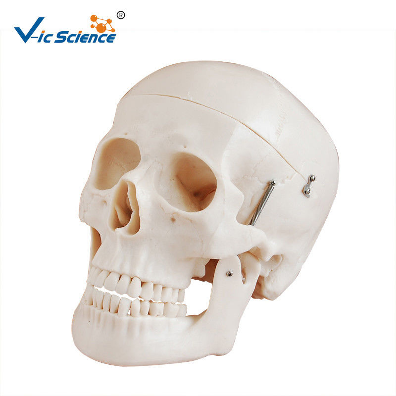 Deluxe Anatomical Skeleton Model Skull Style D Medical Plastic Skull Anatomy VIC-104D