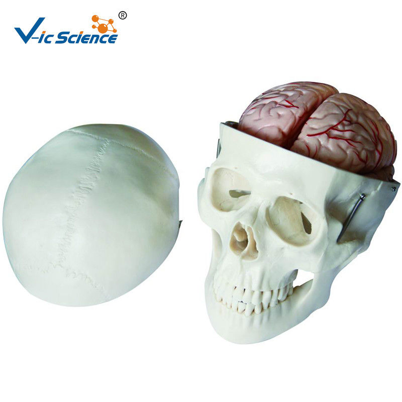 Human Skull And Brain Model With 8 Parts  VIC-104E  For  School Bilological Class