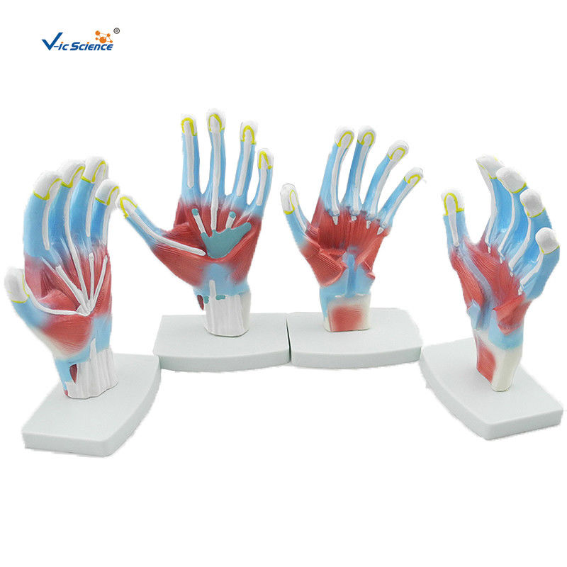 Laboratory Educational Anatomy Models  Palm Model VIC-325