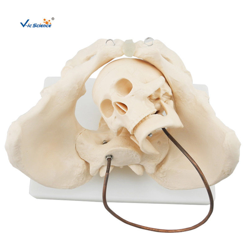 Educational Anatomical Skeleton Model VIC-127 Birth Demonstration Model Medical