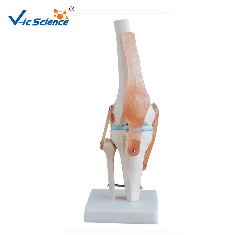 Medical Anatomical Ligament Plastic Knee Joint Anatomy Skeleton Model Of Articulation