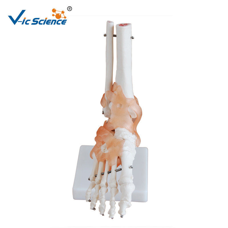 Life - Size Anatomically Correct Skeleton Foot Joint And Hand Models