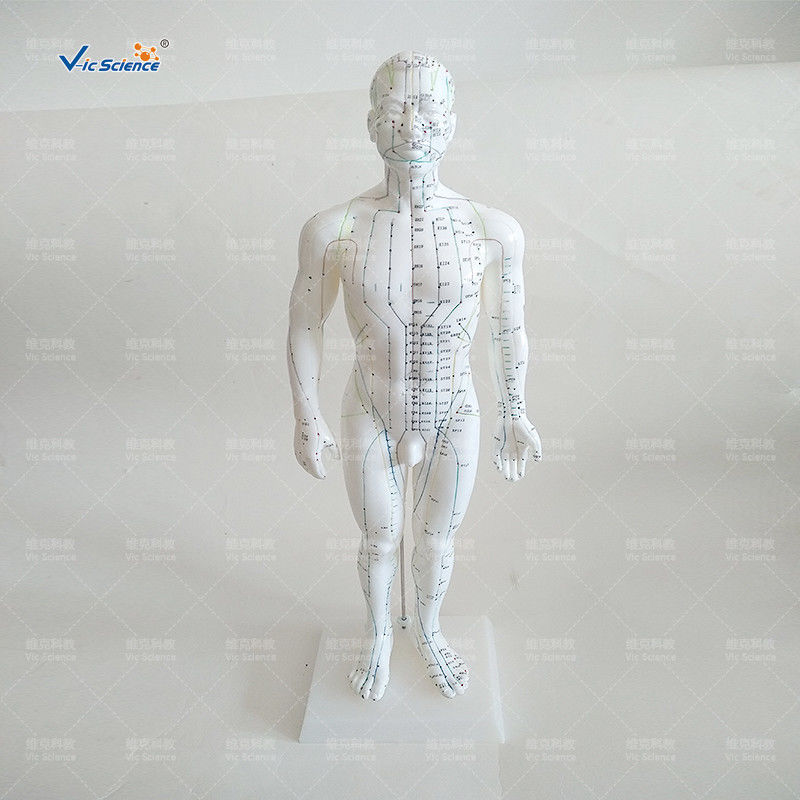 Medical Model Acupuncture Human Body Model for Teaching Mode