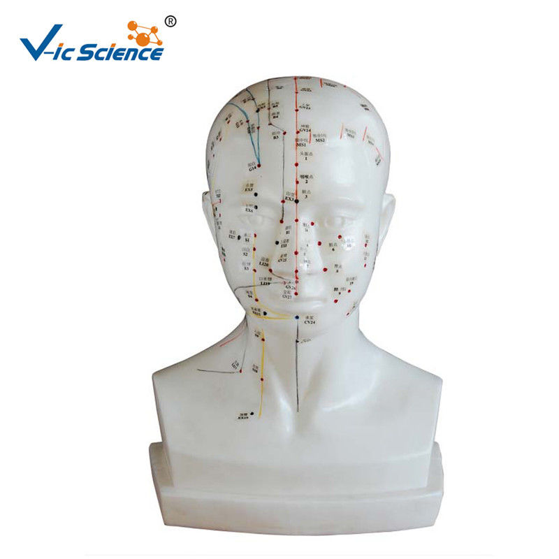 Medical Model Human Head Acupuncture Model for Teaching Mode