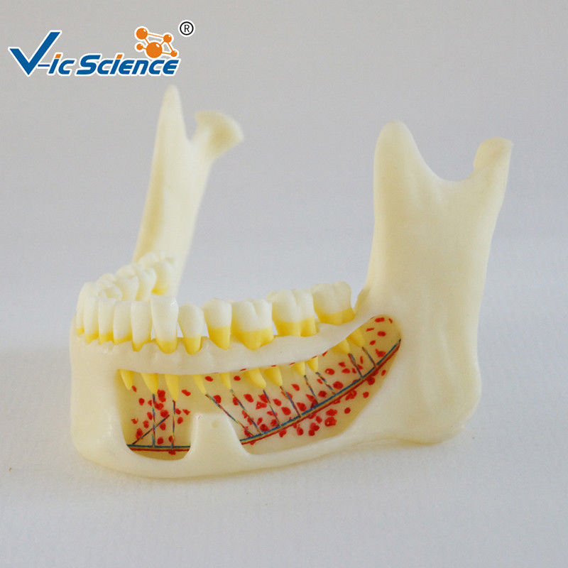 Mandible Hinge Buccal Teeth Models Dental Anatomy For Medical Teaching