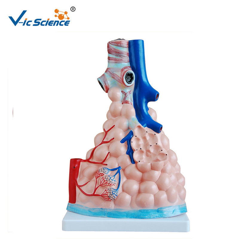 Magnified Pulmonary Alveoli Human Anatomical Model 36x23x12cm