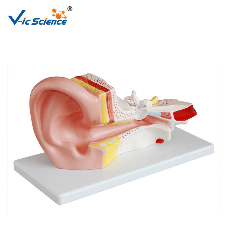 Middle Ear Medical Science Human Anatomical Model For School Study