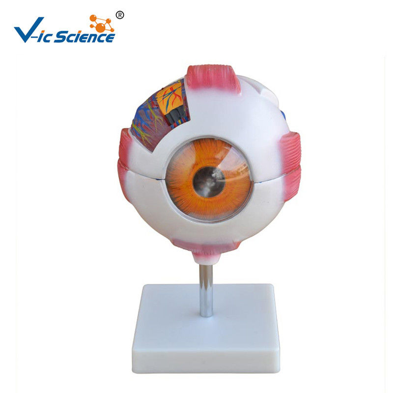 Human Eye Anatomical 55cm Model