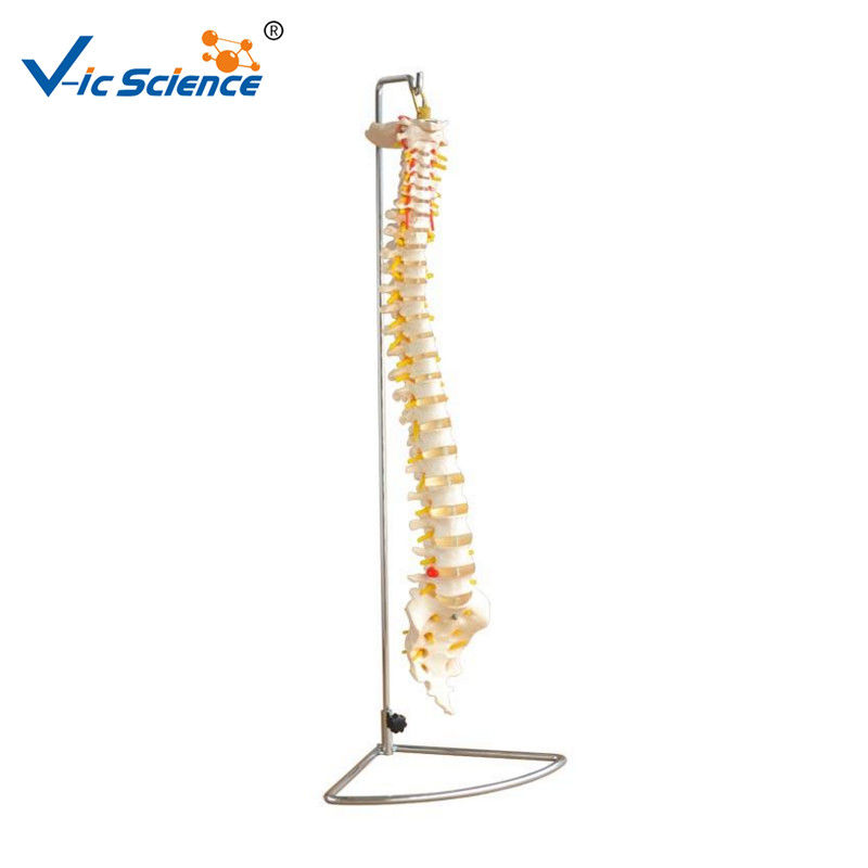 Vertebral Column 80x32x39cm Anatomical Skeleton Model