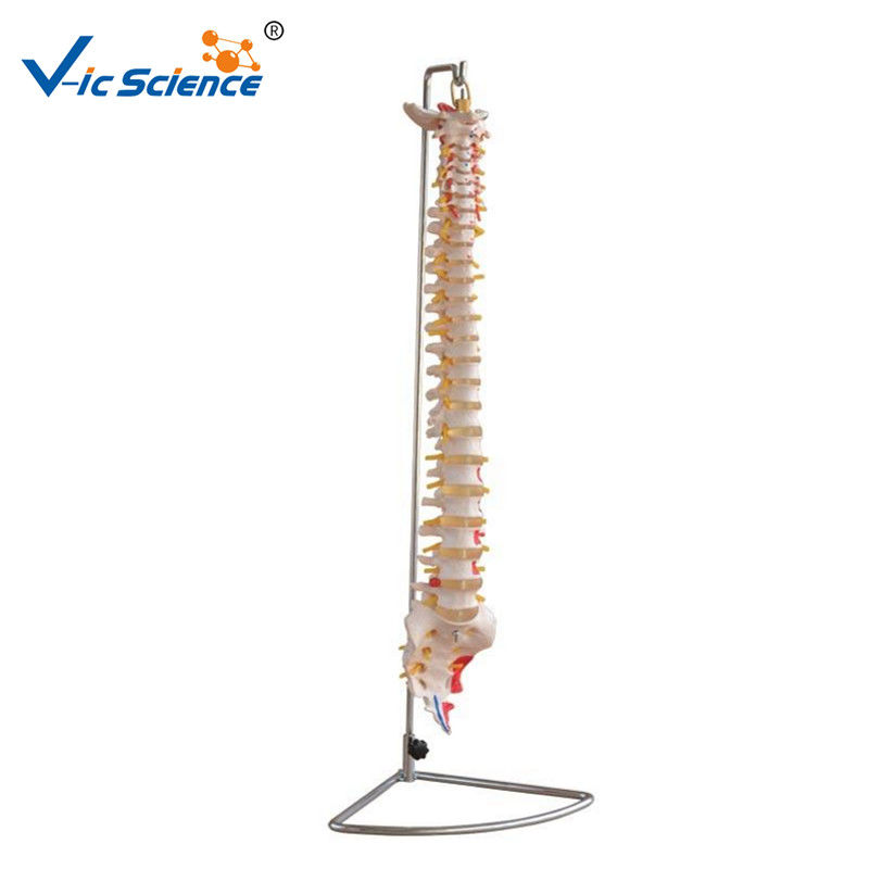 Medical Science Teaching 7kgs Anatomical Skeleton Model Vertebral Column With Painted