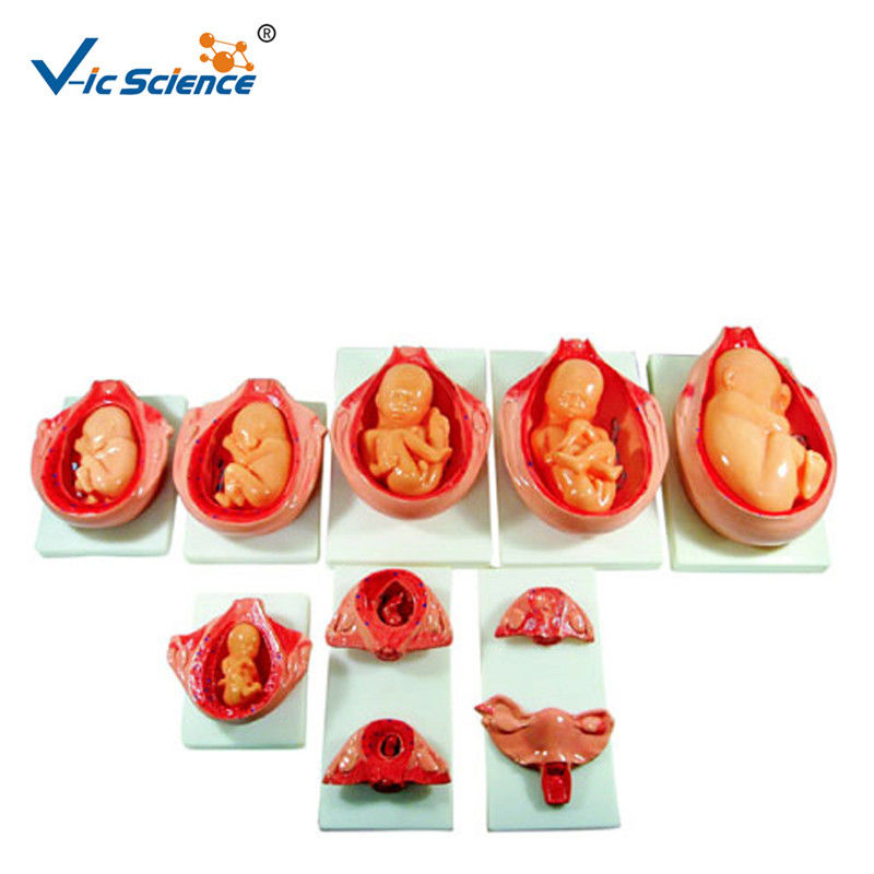 Removable Fetus Human PVC Anatomical Medical Model