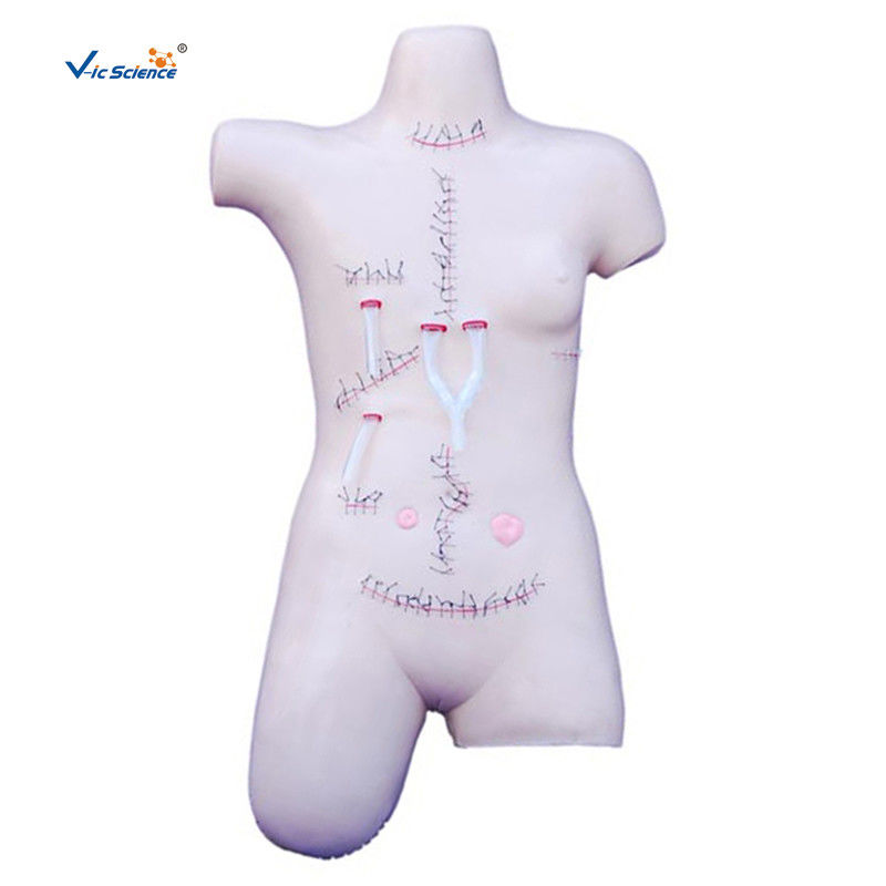 Surgical Suture And Bandaging PVC Human Torso Model