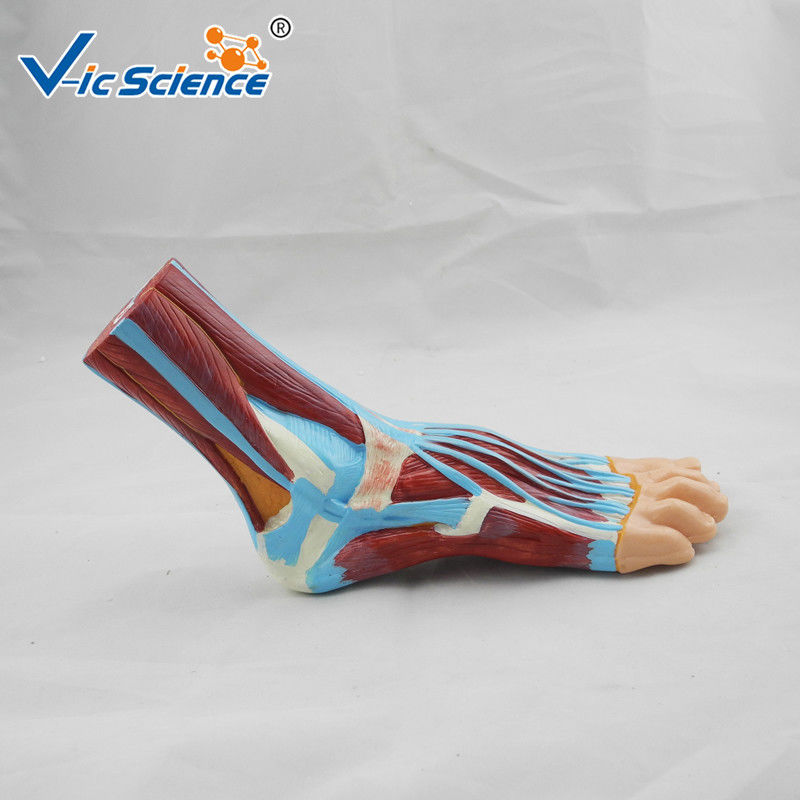 Laboratory Demonstrations Exhibitions 33cm Foot Anatomy Model